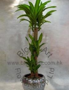 Dracaena - Code 1128